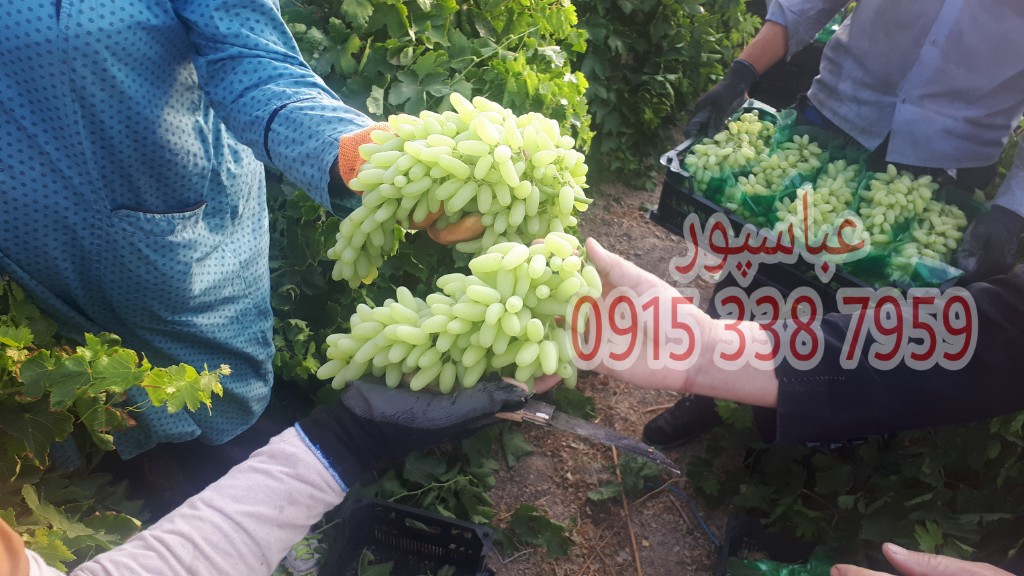 خريد و فروش انگور صادراتي كاشمر توسط جوان فعال منطقه ترشيز احمد عباسپور – سفرنامه شيرين 
