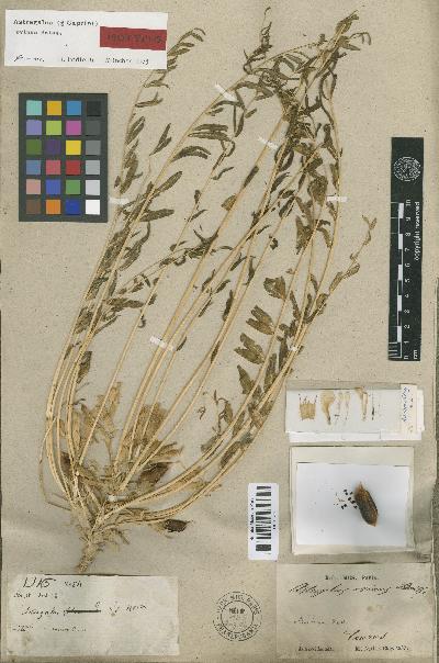 Astragalus ovinus Boiss