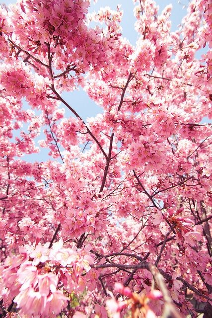 گیلان زیباکنار شکوفه های درختان میوه در فصل بهار