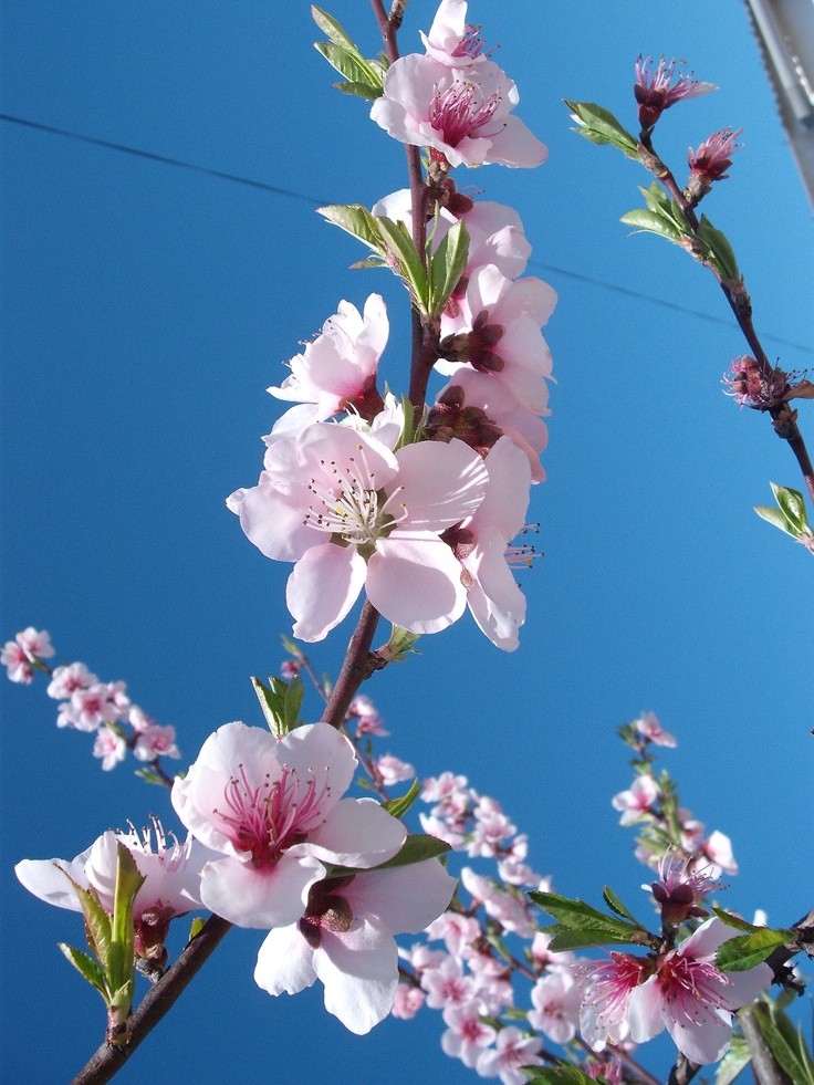 شکوفه های بهاری در طبیعت زیباکنار گیلان