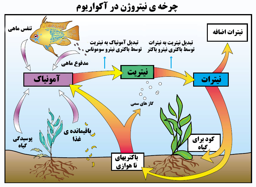 سیکل ازت یا چرخه نیتروژن در آکواریوم گیاهی