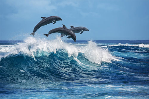 دلفين جزيره هنگام