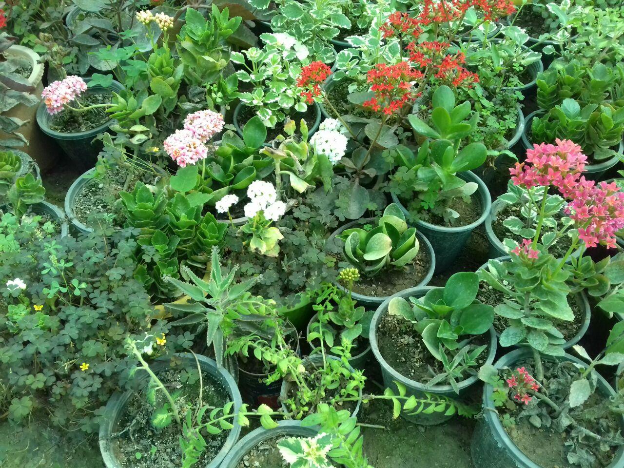 فروش انواع گل و گیاه زینتی