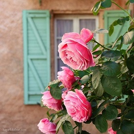 [تصویر:  flowers_profile_hayatkhalvat_5.jpg]