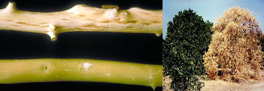 علایم بیماری تریستزای مرکبات (Citrus Tristeza Virus) روی سرشاخه ها و درخت