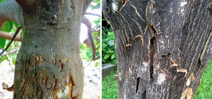علایم بیماری اگزوکورتیس مرکبات روی تنه درخت